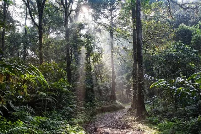 Todo lo que necesitas saber sobre el ecoturismo