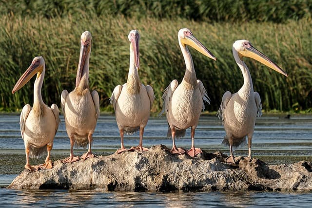 Las mejores experiencias de ecoturismo alrededor del mundo